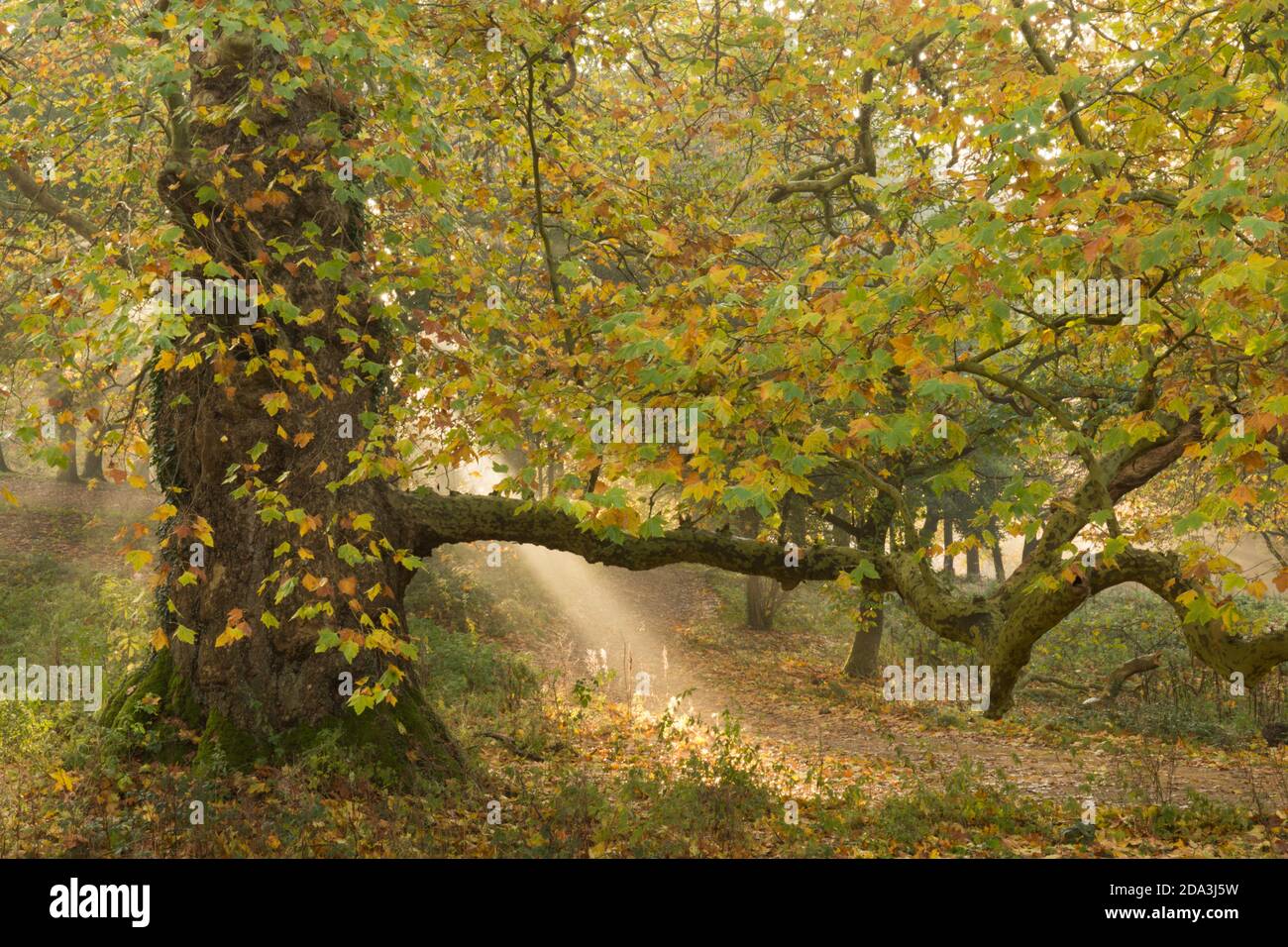 rayos de sol a través de la niebla con un árbol de London Plane en Cowdray Park, Midhurst, Sussex, UK London Plane, Platanus × acerifolia, noviembre Foto de stock