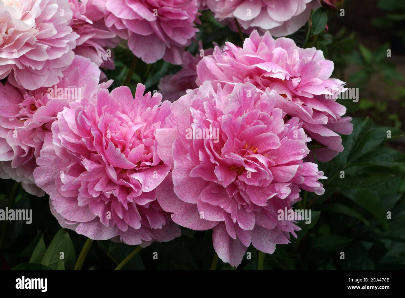 Peony el Peón. Doble flor de peonía rosa. Hermosa peonía rosa florece en el jardín. Foto de stock
