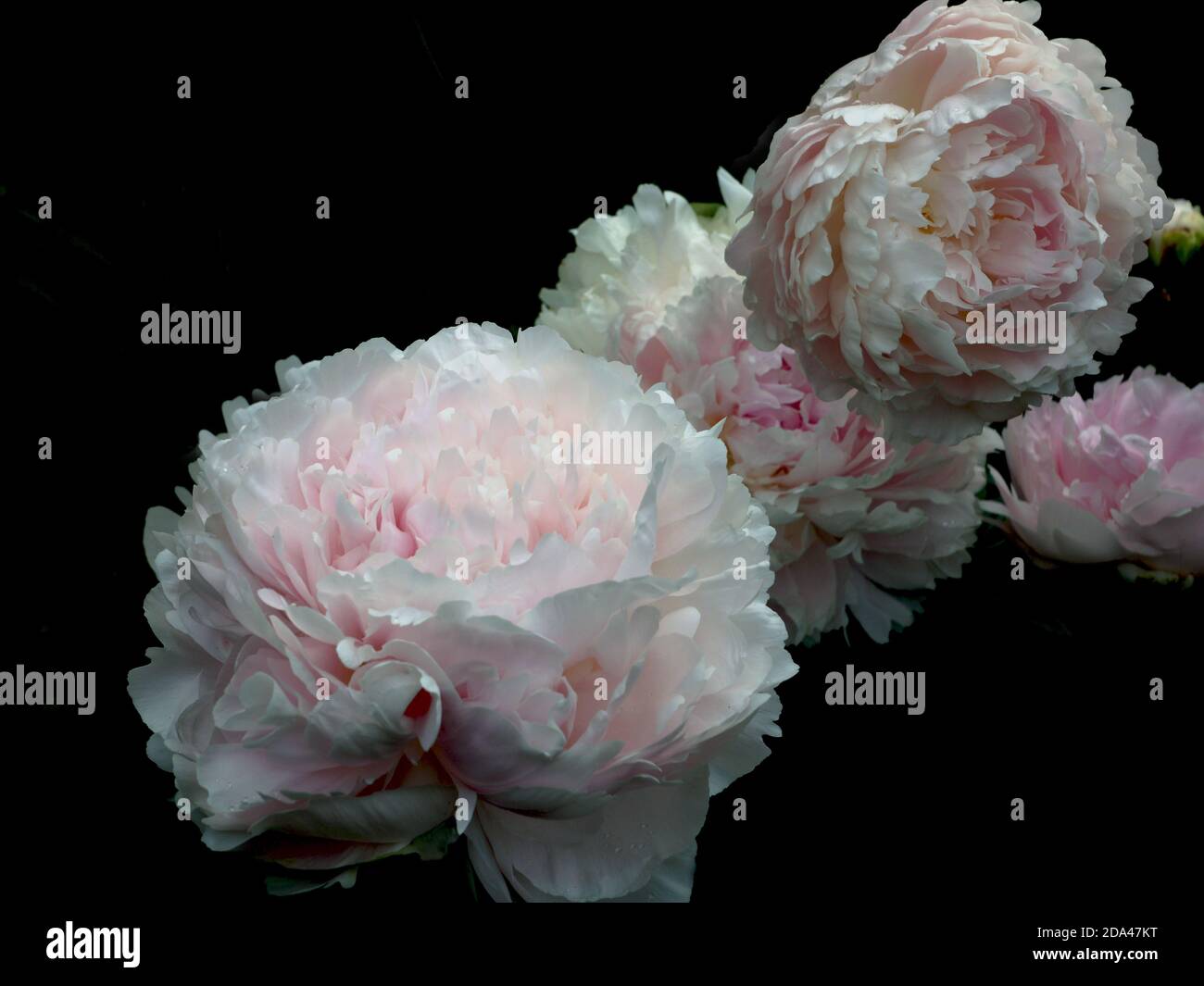 Charla de almohadas de Paeonia. Doble flor de peonía rosa. Aísle sobre un fondo negro. Foto de stock