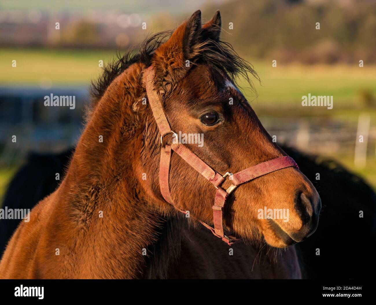 Primer plano de la joven cabeza de foal de caballo marrón en el sol en el campo, Escocia, Reino Unido Foto de stock