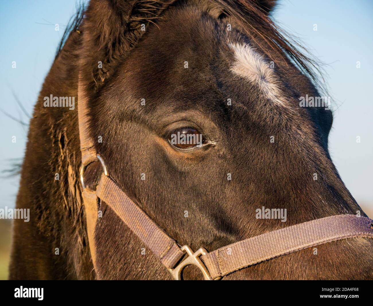 Primer plano de cabeza de caballo marrón y ojo con fuego blanco en el sol en el campo, Escocia, Reino Unido Foto de stock