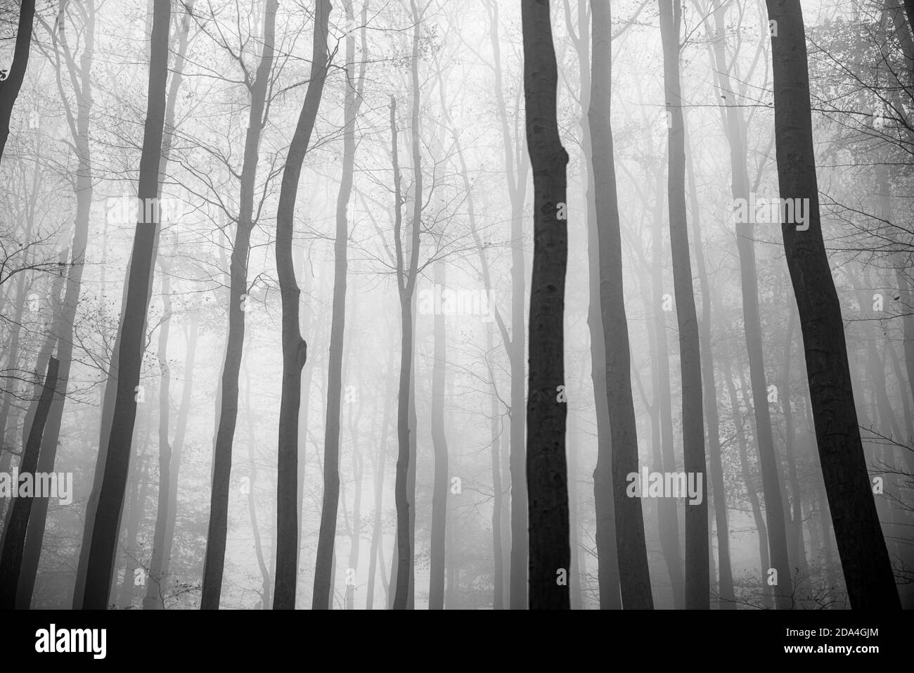Bosque cubierto de árboles y niebla en otoño durante el día - perfecto para fondos de pantalla Foto de stock
