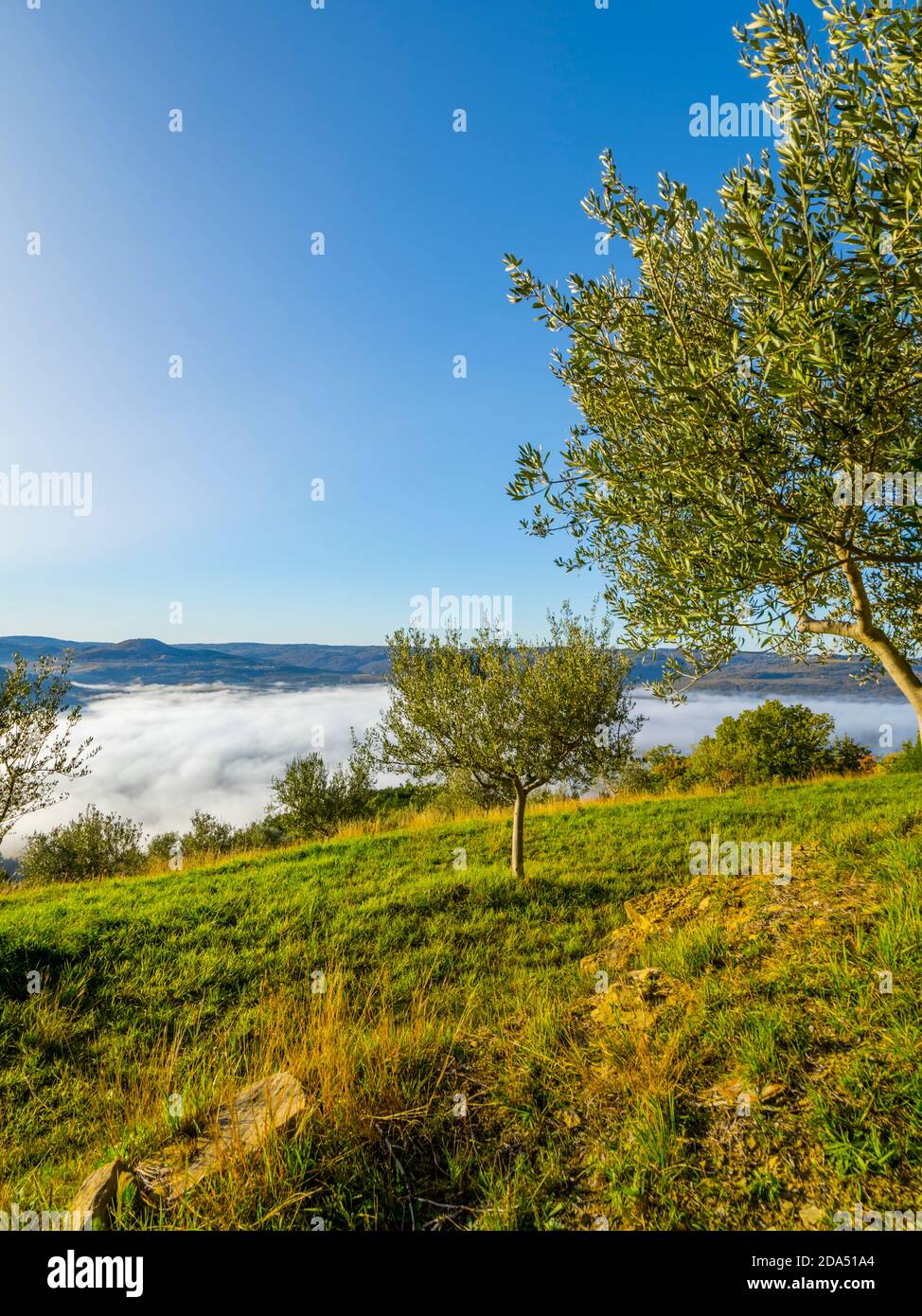 Mañana niebla detrás del olivo en Istria en Croacia Europa Foto de stock