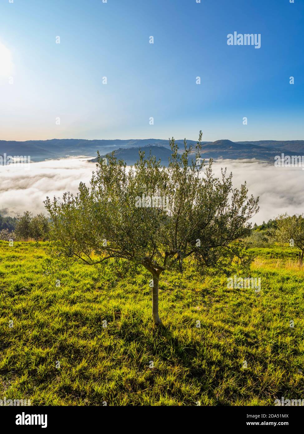 Mañana niebla detrás del olivo en Istria en Croacia Europa Foto de stock