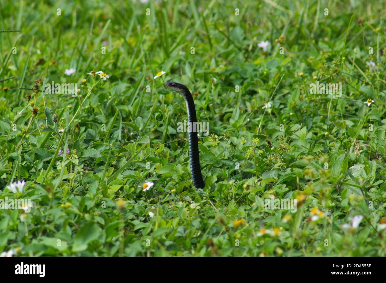 Una serpiente negra hace estallar su cabeza fuera de la hierba Foto de stock