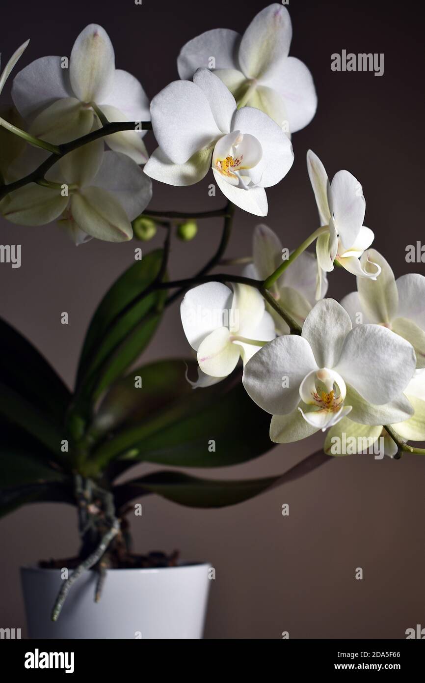 Una orquídea blanca en maceta (Phalaenopsis) contra un fondo oscuro. Hojas verdes y flores blancas con pistilos amarillos. Foto de stock