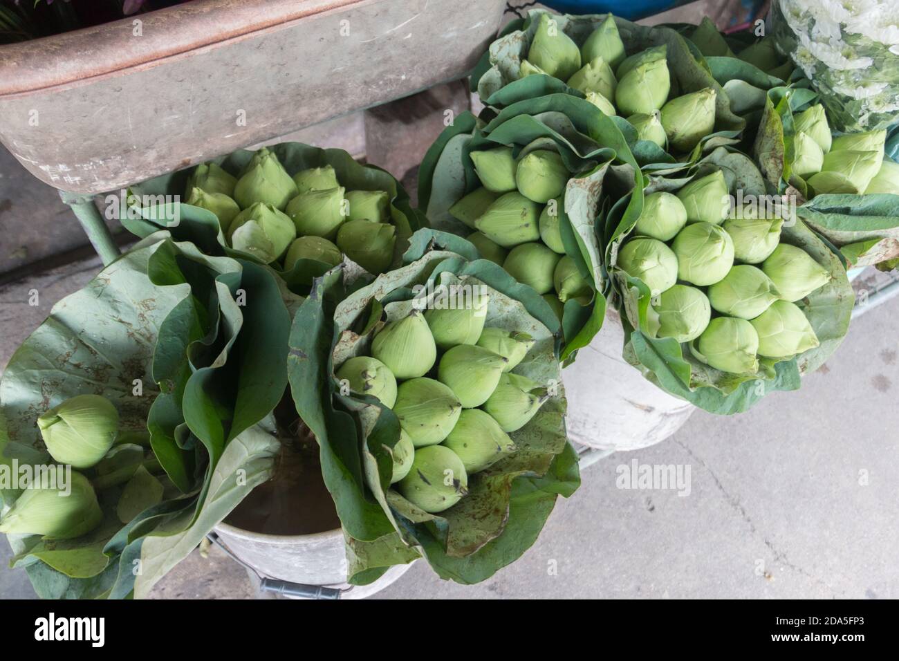 Flor de loto para ofrecer a los Dioses en Tailandia Foto de stock