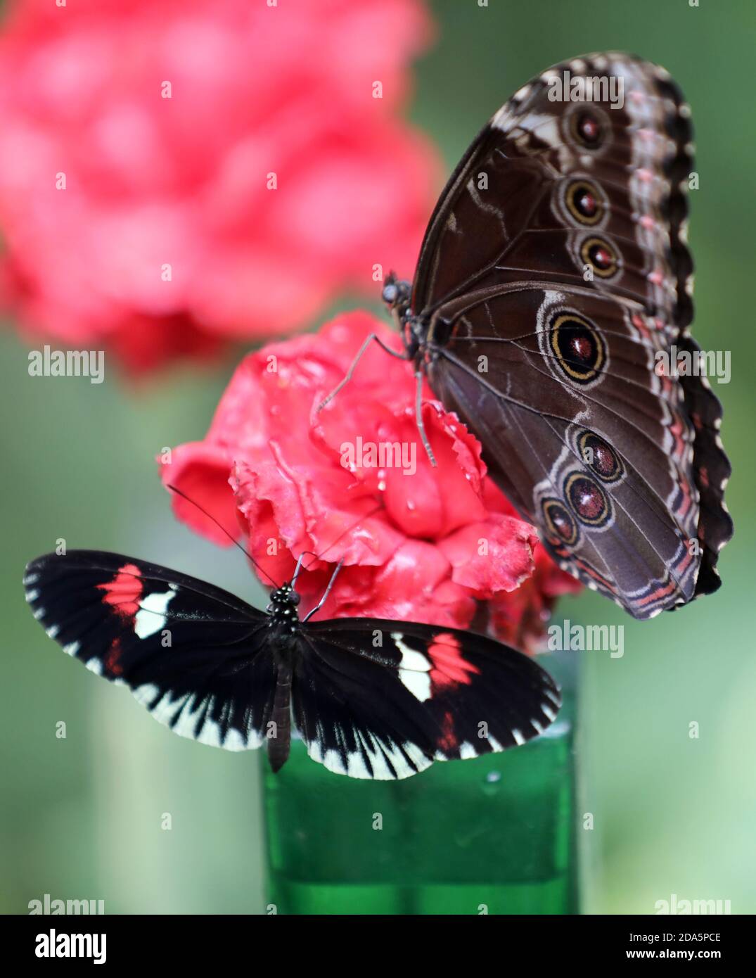 Mano Mariposa Empate Con La Flor Fotos, retratos, imágenes y fotografía de  archivo libres de derecho. Image 60235966