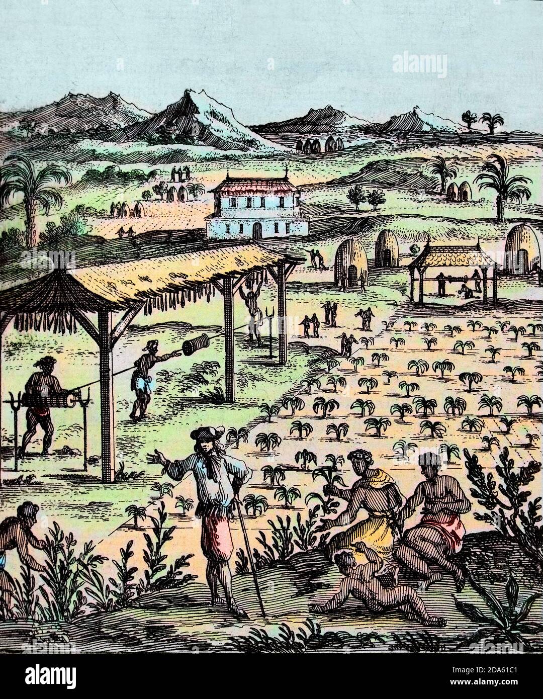 Esclavos trabajando en una plantación de tabaco en el Caribe, grabado de la 'Descripción de L'Universe', por Alain Manesson Mallet Foto de stock