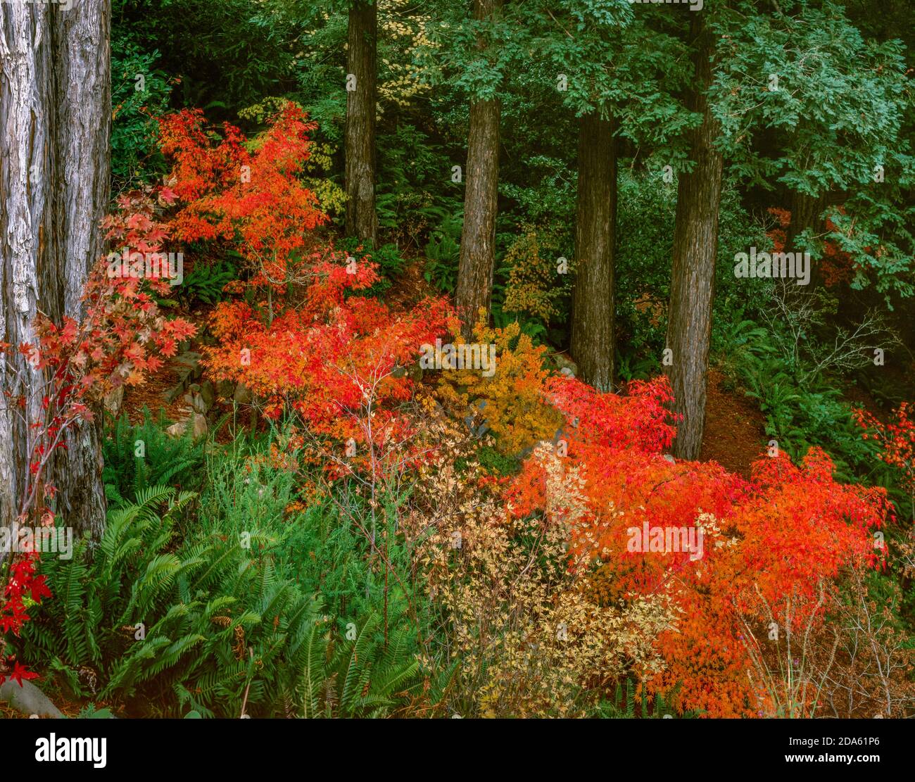 Manzanas japonesas, palmatum de Acer, jardín del cañón de Fern, valle del molino, California Foto de stock