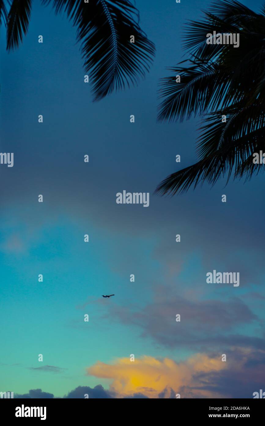 Un avión vuela en el cielo por encima de Hawai al atardecer Con palmeras tropicales en el Foreground Foto de stock