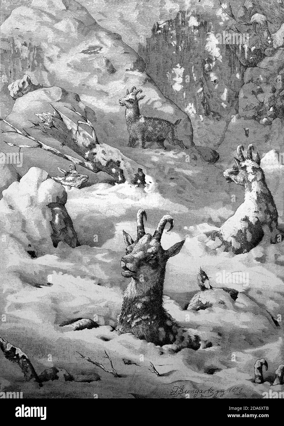 Chamois en la nieve después de una avalancha, enterrado, Suiza, 1890 / Gemsen im Schnee nach einem Lawinenabgang, verschüttet, Schweiz, 1890, Historisch, histórica, digital reproducción mejorada de un original del siglo 19 / digitale Reproduktion einer Originalvorlage aus dem 19. Jahrhundert, Foto de stock