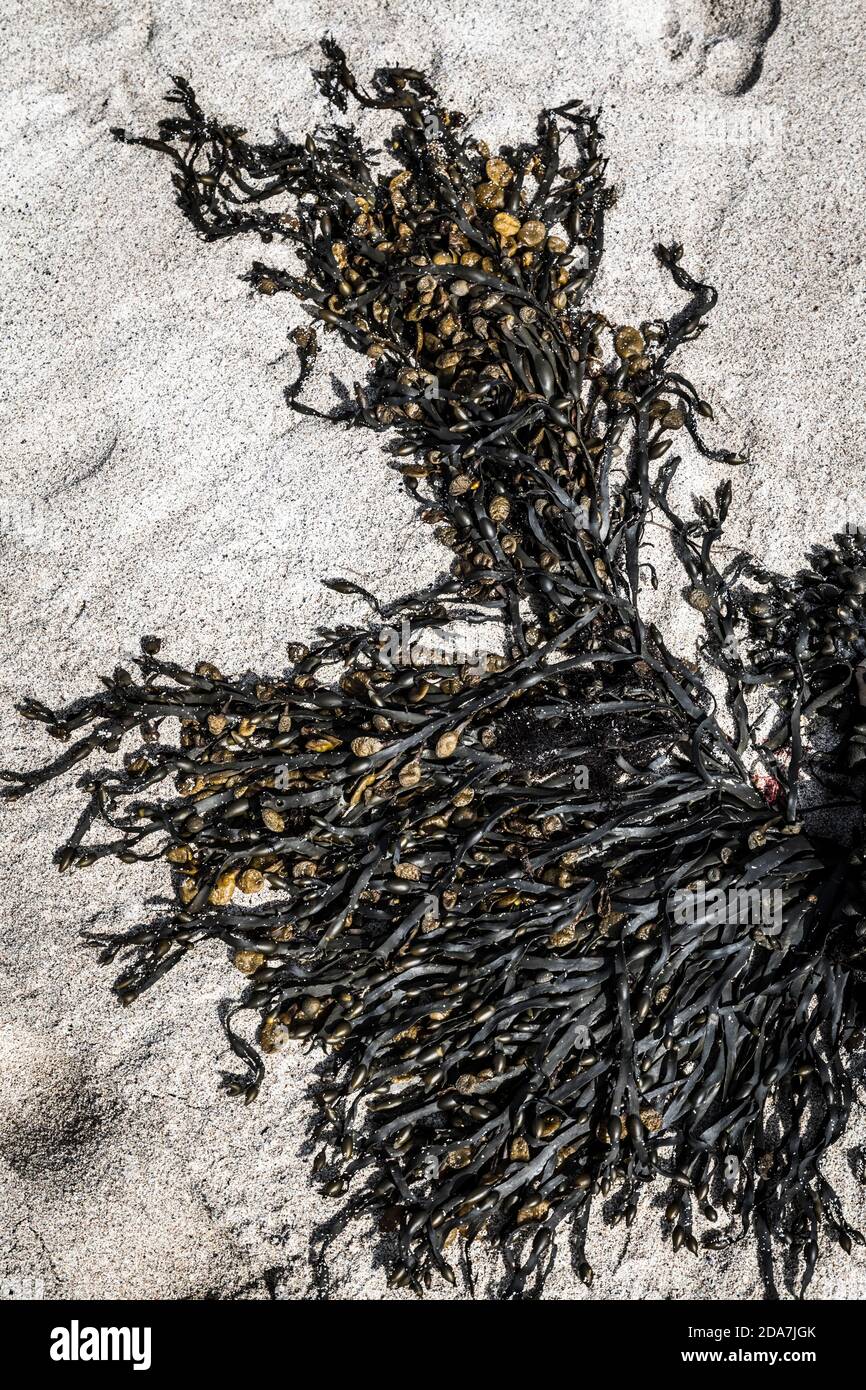 Primer plano de las algas Fucus (Bladderrack) en una playa de arena, Escocia. Foto de stock