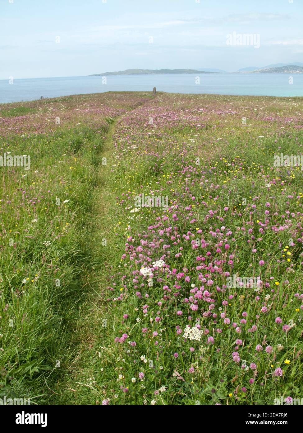 Un camino a través de machair florido a Macleod de pie piedra en La Isla de Harris Foto de stock