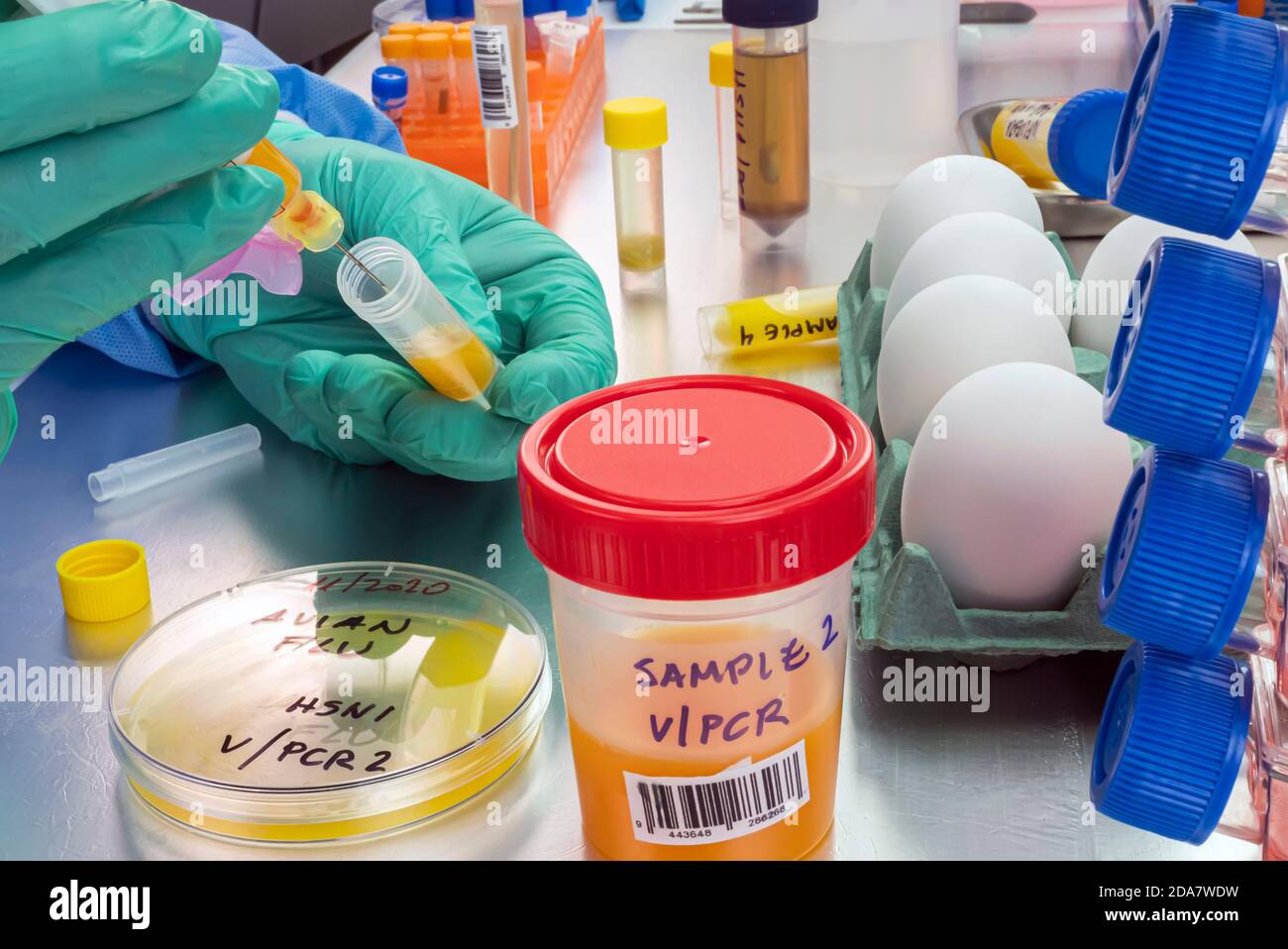 Muestreo científico de huevos en mal estado, análisis de influenza aviar en humanos, imagen conceptual Foto de stock