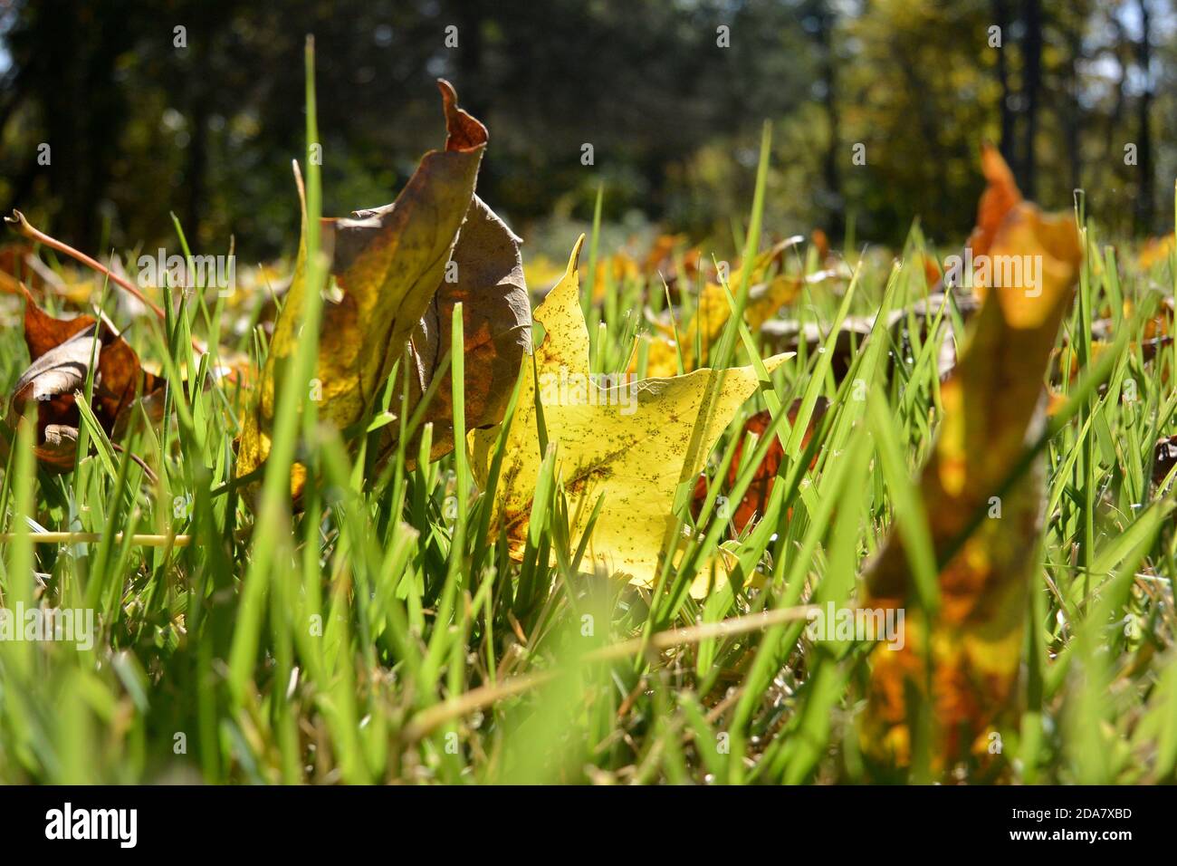 Azúcar hojas de arce en otoño Foto de stock