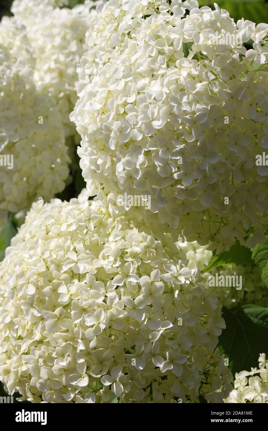 Espectaculares bolas de hortensias blancas gigantes. Hydrangea arborescens  fuerte Annabelle (el blanco Incrediball) crecido en los jardines de verano.  Flores blancas gigantes Fotografía de stock - Alamy