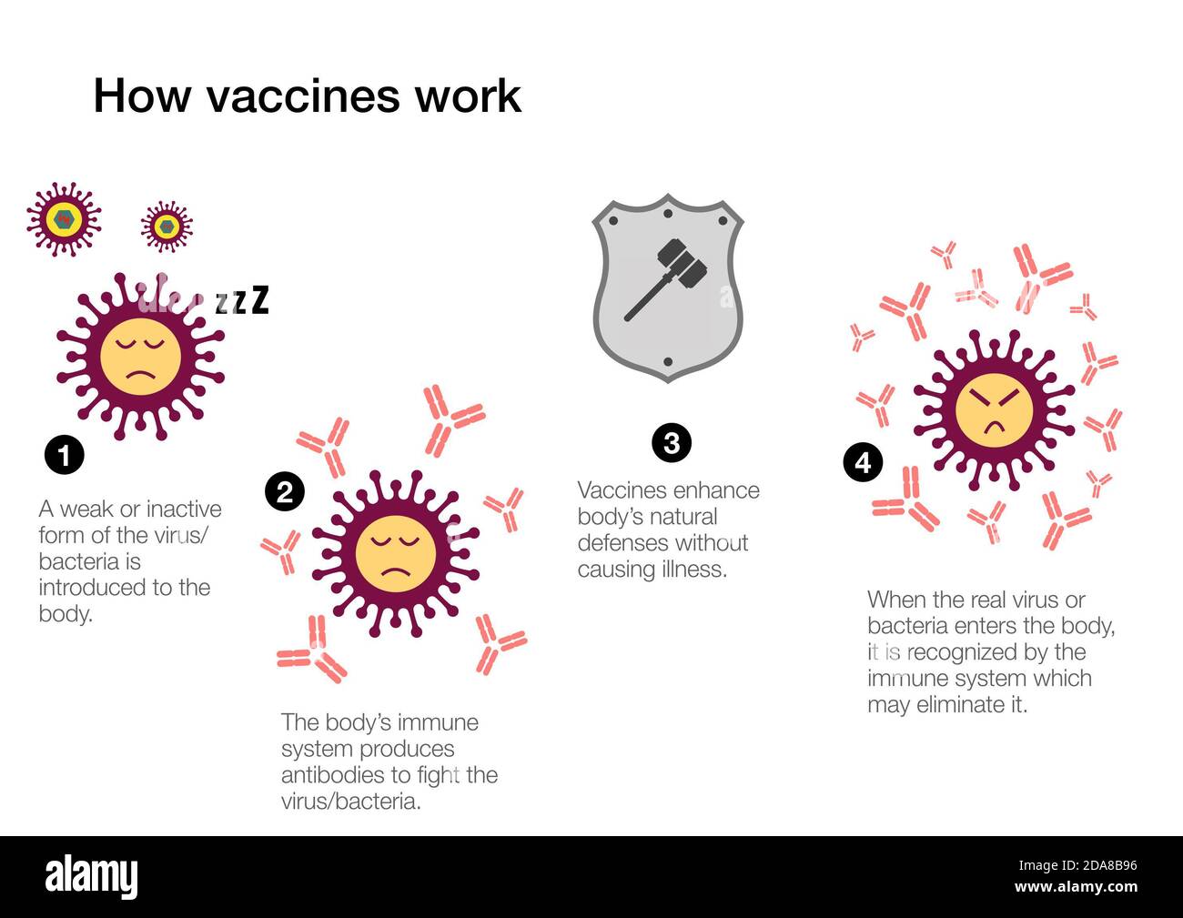 Cómo funcionan las vacunas para producir anticuerpos y estimular el sistema inmunitario defensas del sistema contra el coronavirus Foto de stock