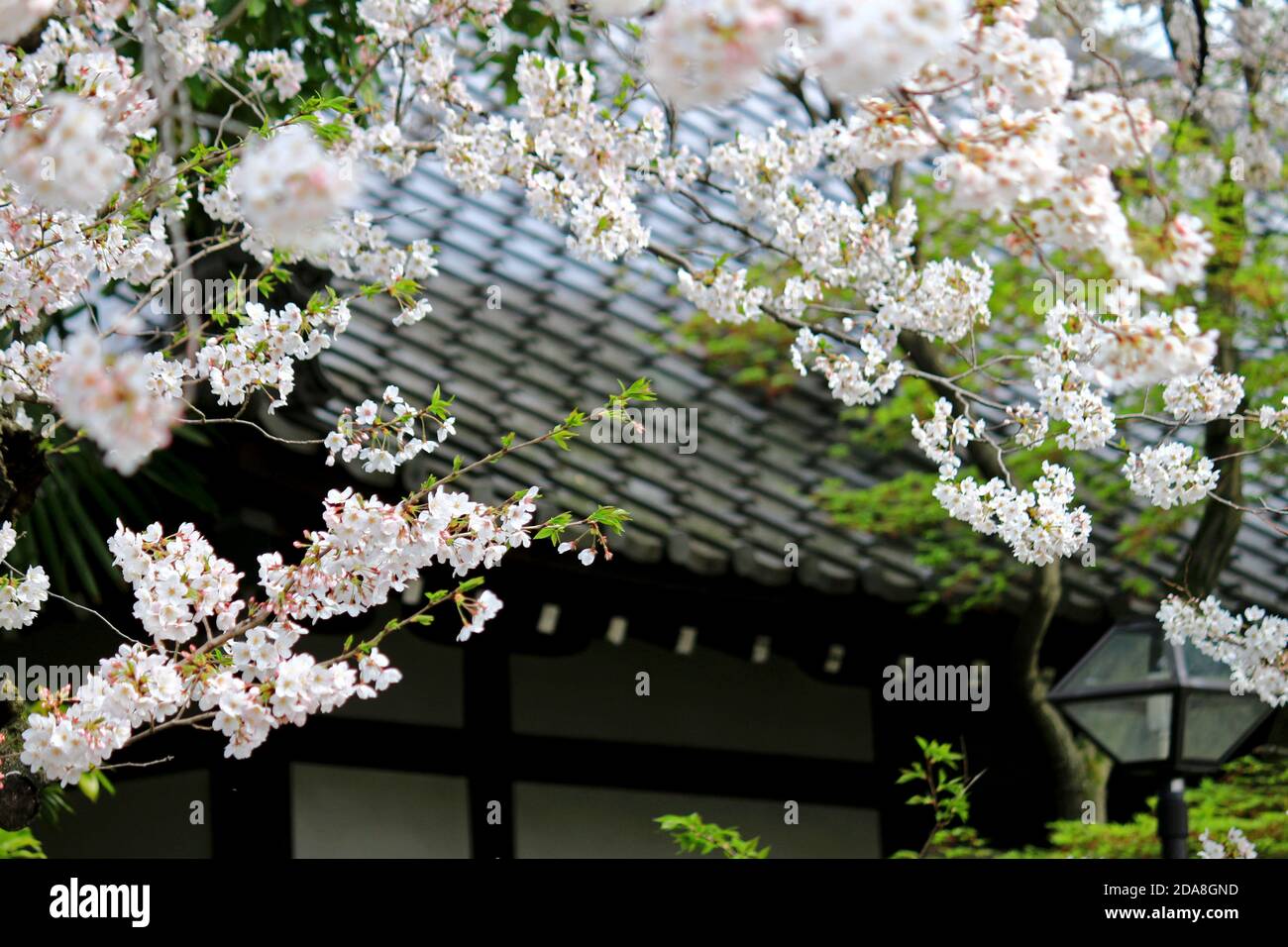 Paisajes de primavera en Japón con cerezos en flor Foto de stock