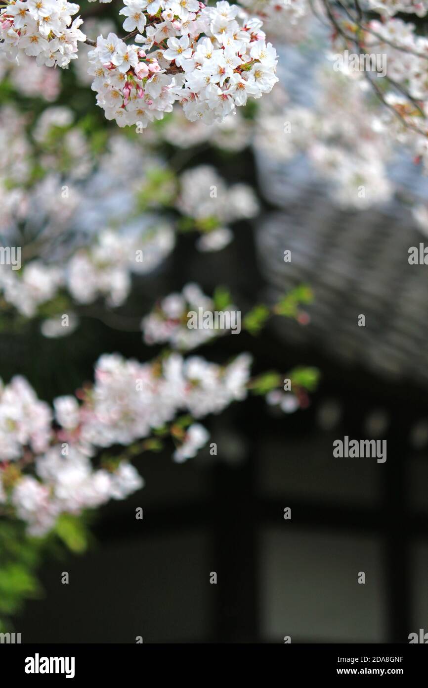 Paisajes de primavera en Japón con cerezos en flor Foto de stock