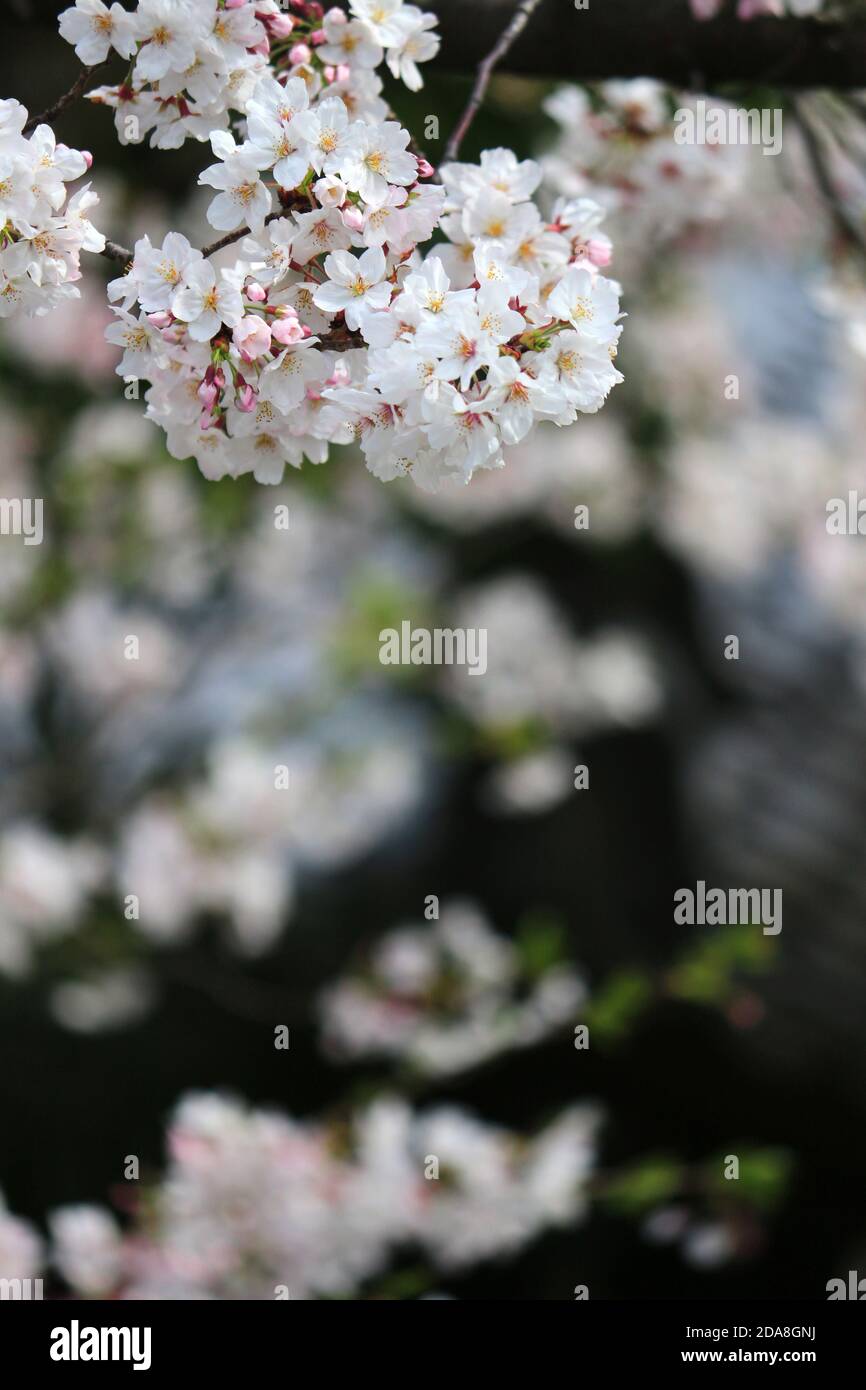 Paisajes de primavera en Japón con cerezos en flor Foto de stock