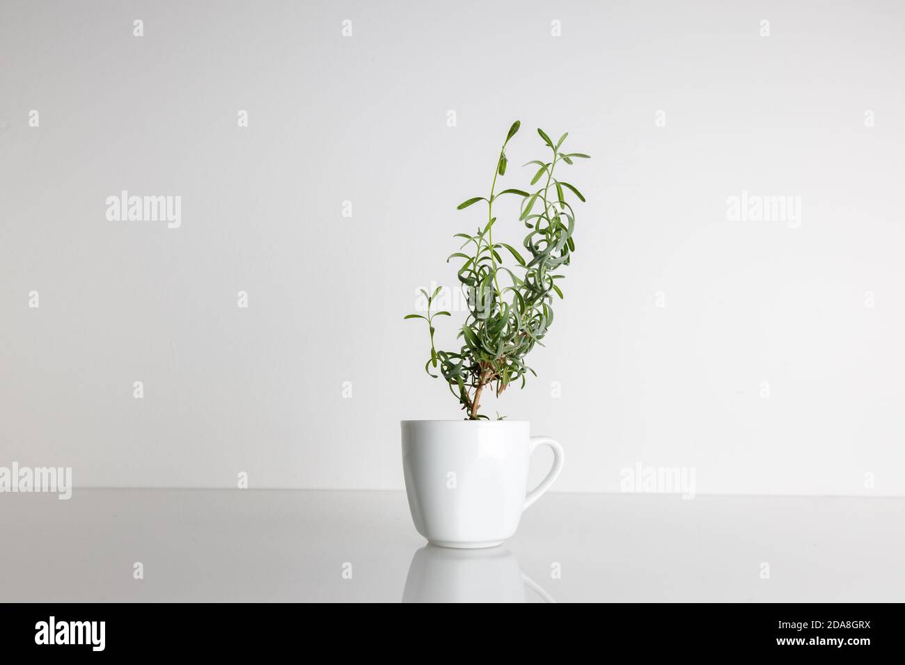 Pequeña y joven planta de lavanda crece en una taza blanca de pie sobre un escritorio blanco sobre fondo blanco aislado, vista lateral de una taza Foto de stock