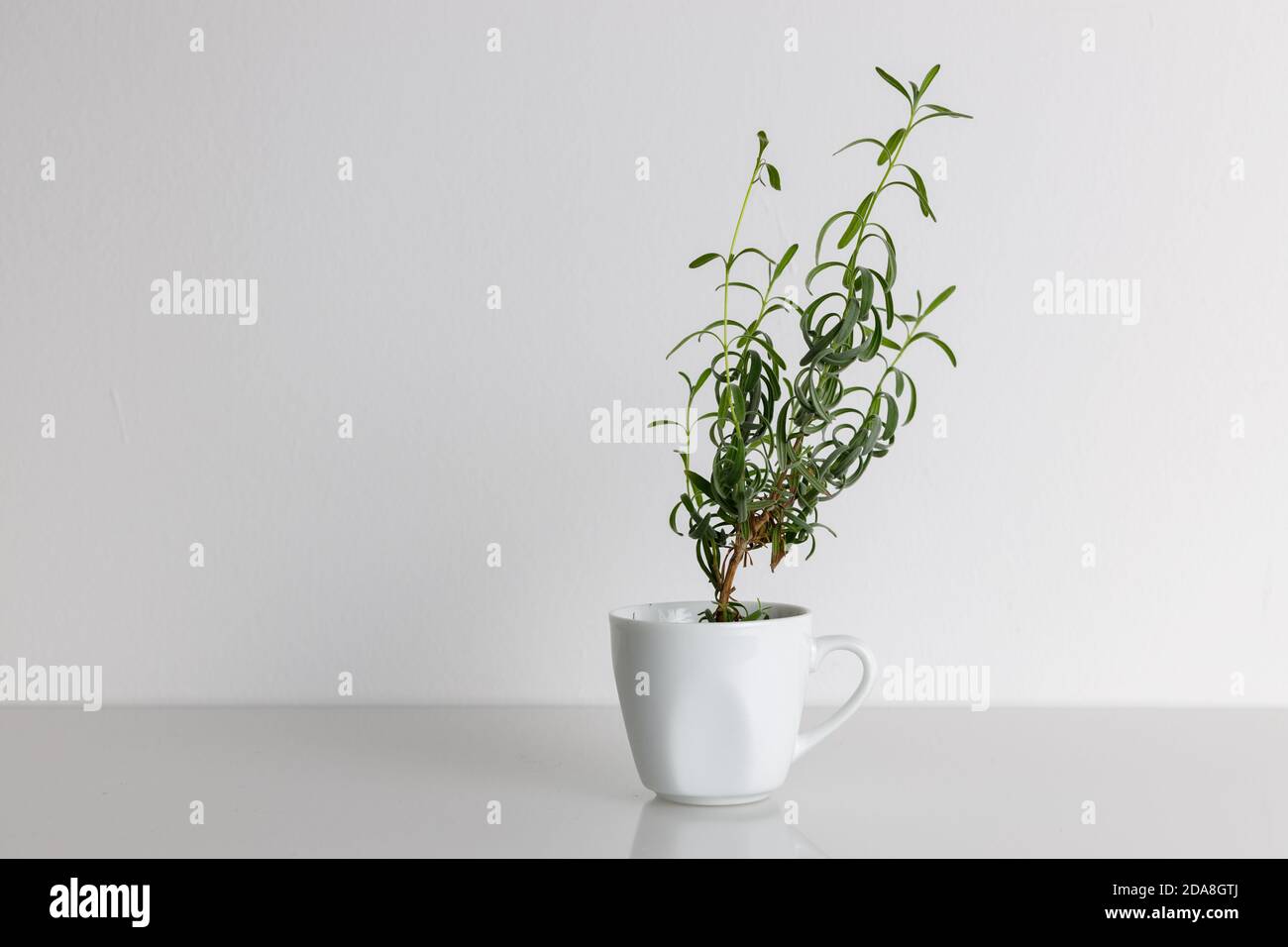 Pequeña y joven planta de lavanda crece en una taza blanca de pie sobre un escritorio blanco sobre fondo blanco aislado. Foto de stock