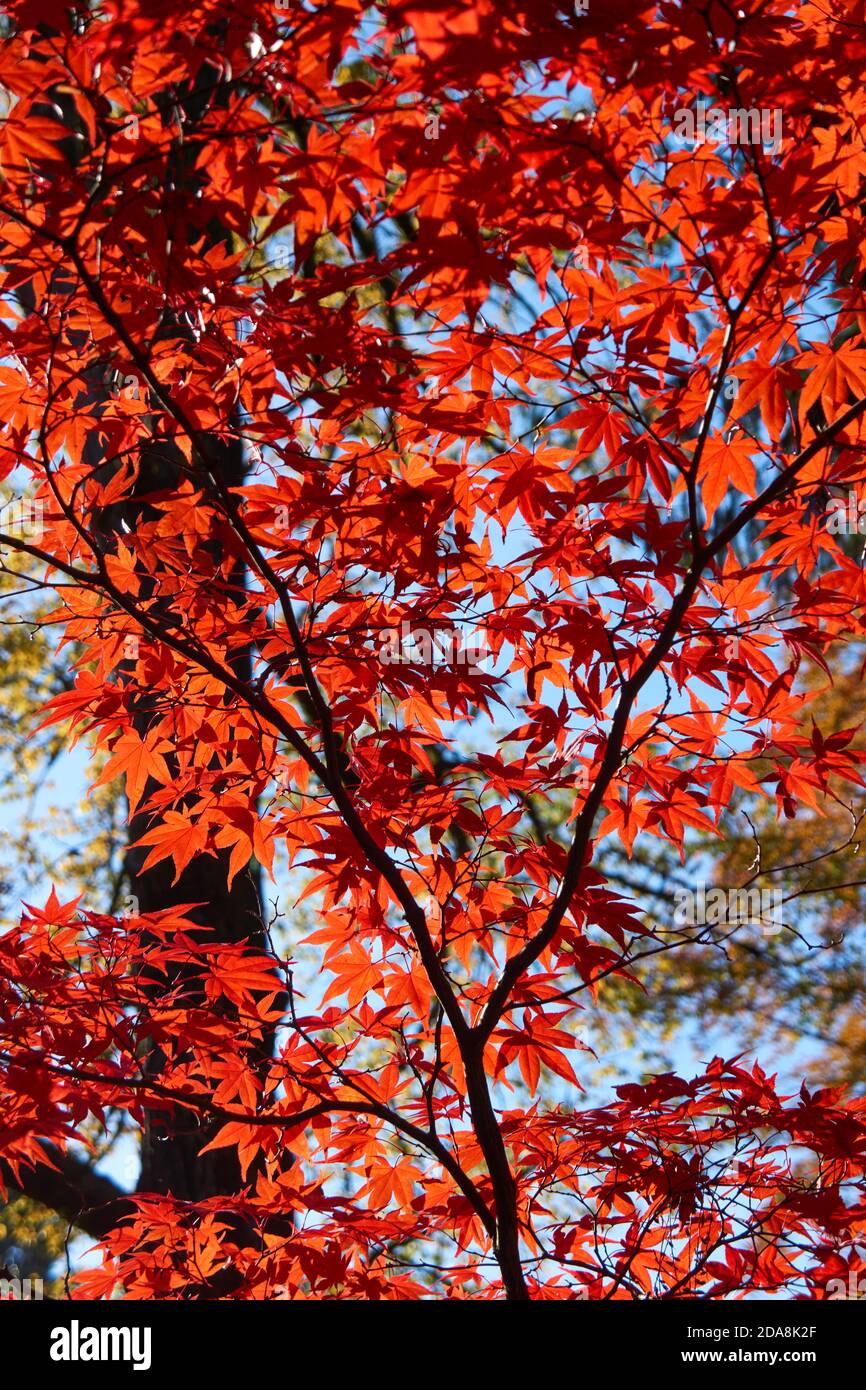 Hojas de arce japonés rojo retroiluminado (Acer palmatum) en el otoño, Vancouver, British Columbia, Canadá Foto de stock