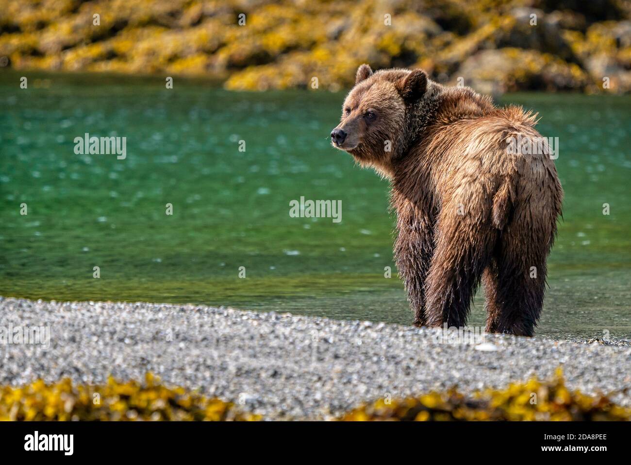 Sub-adulto oso grizzly caminar a lo largo de un puente terrestre entre una isla y el continente en Knight Inlet, Territorio de las primeras Naciones, Columbia Británica, Canad Foto de stock