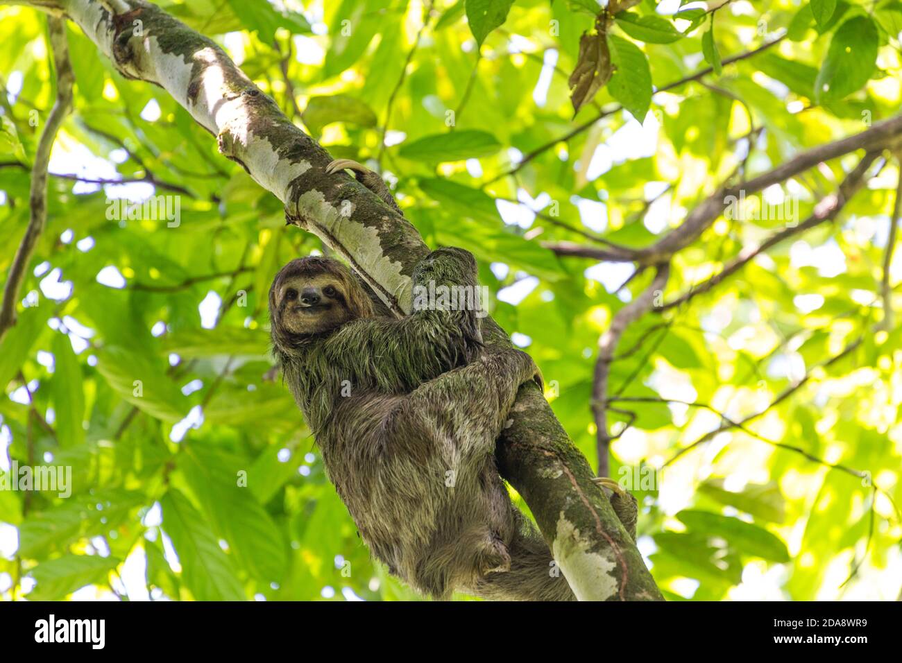 El marrón-throated perezoso, Bradypus variegatus es una especie de Perezoso de tres dedos encontrados en América Central y América del Sur. Se muestra aquí en Costa Rica. Que l Foto de stock