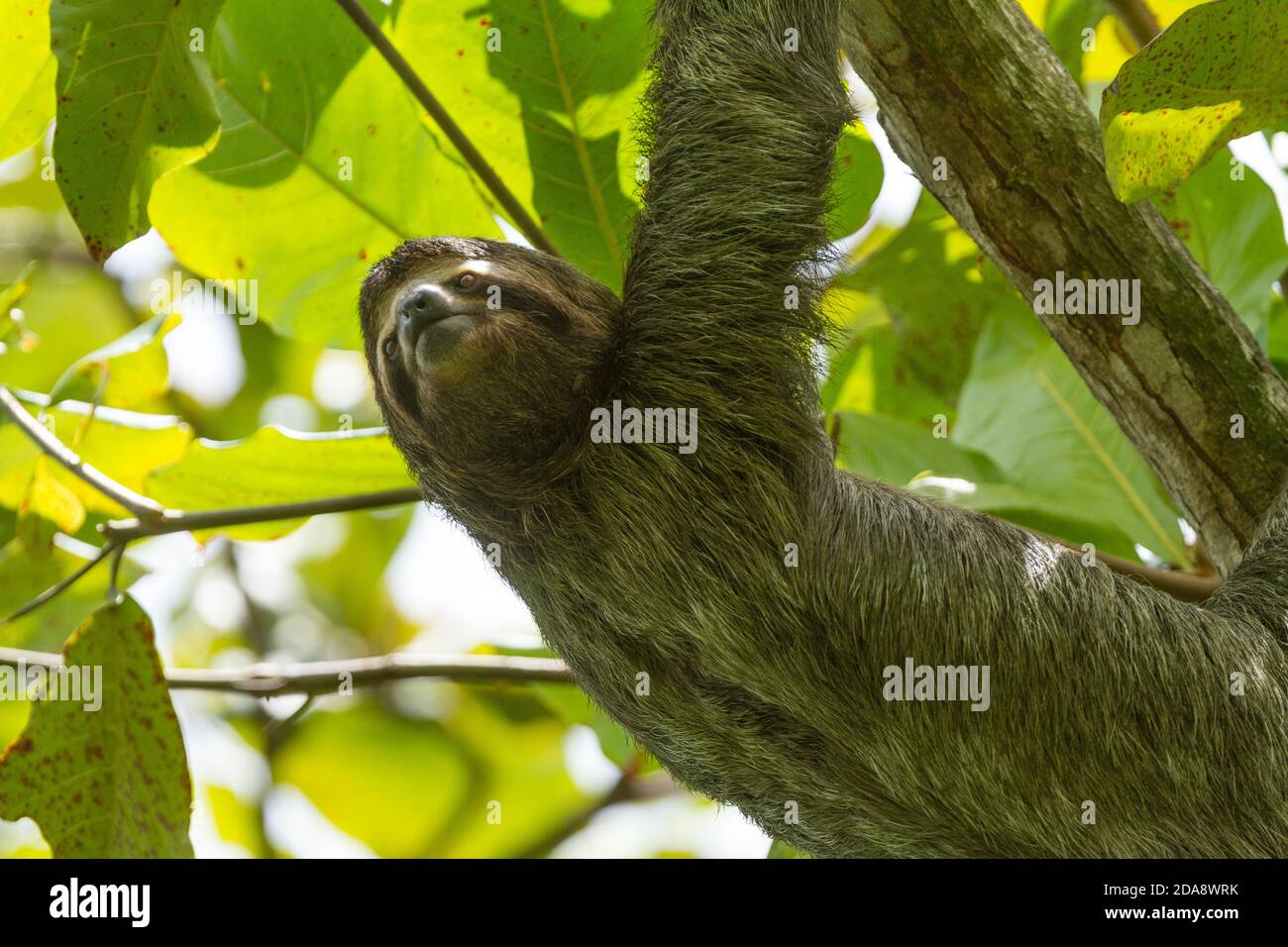 El marrón-throated perezoso, Bradypus variegatus es una especie de Perezoso de tres dedos encontrados en América Central y América del Sur. Se muestra aquí en Costa Rica. Que l Foto de stock
