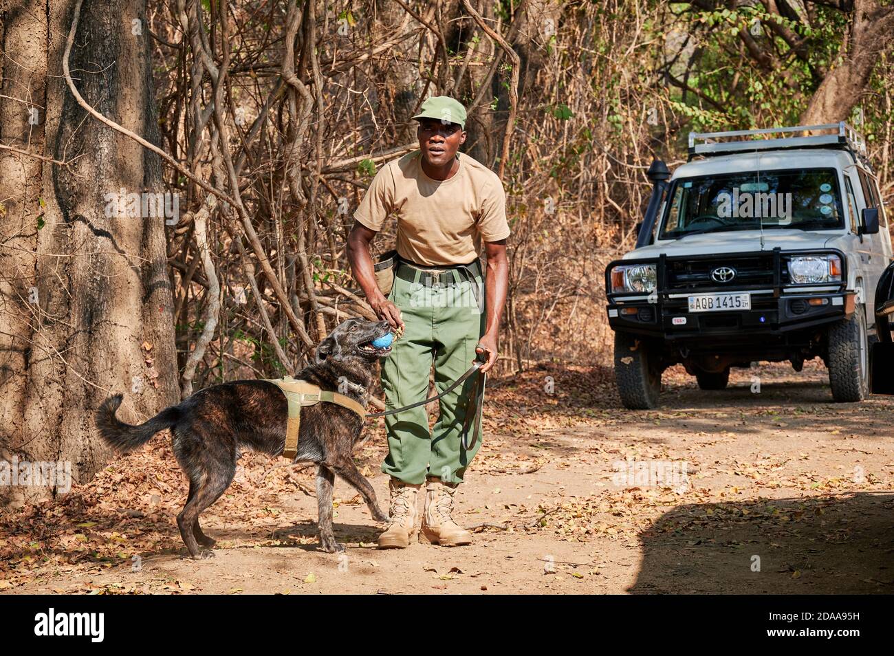 Demostración de conservación Luangwa del sur con perros anticaza furtiva, Unidad de Perros de detección K9, Parque Nacional Luangwa del sur, Mfuwe, Zambia, África Foto de stock