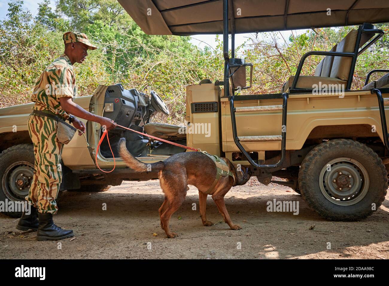 Demostración de conservación Luangwa del sur con perros anticaza furtiva, Unidad de Perros de detección K9, Parque Nacional Luangwa del sur, Mfuwe, Zambia, África Foto de stock