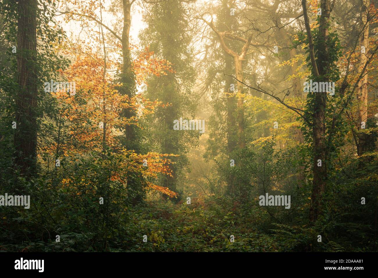 Bosque de otoño, pinewoods, Harrogate, Yorkshire del Norte Foto de stock