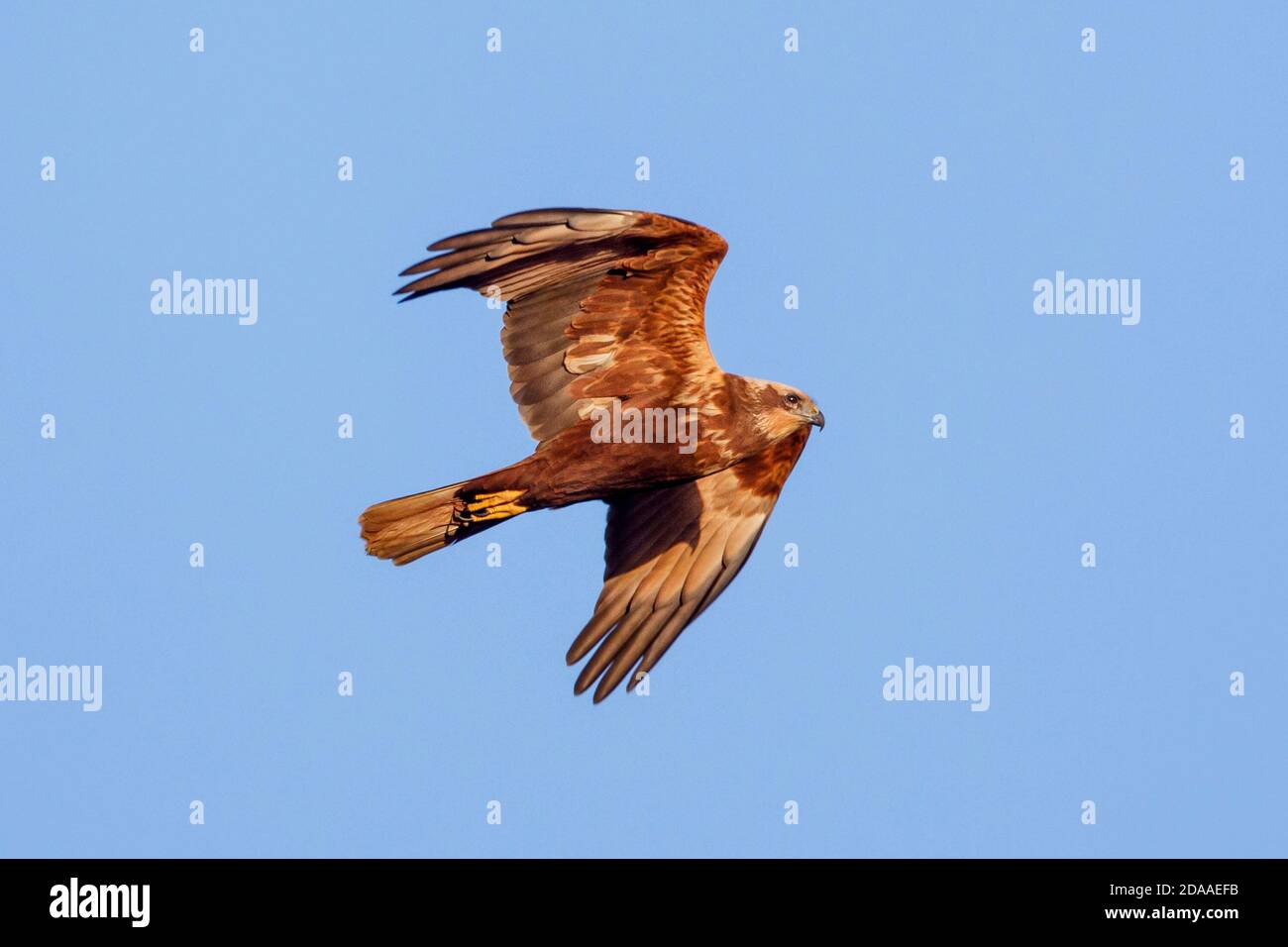 Marsh harrier (Circus aeruginosus) ave de presa, Sussex, Reino Unido Foto de stock