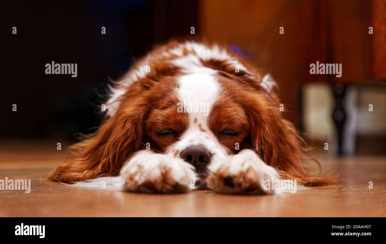 El rey perro Charles Spaniel acostado en el piso con los ojos cerrados