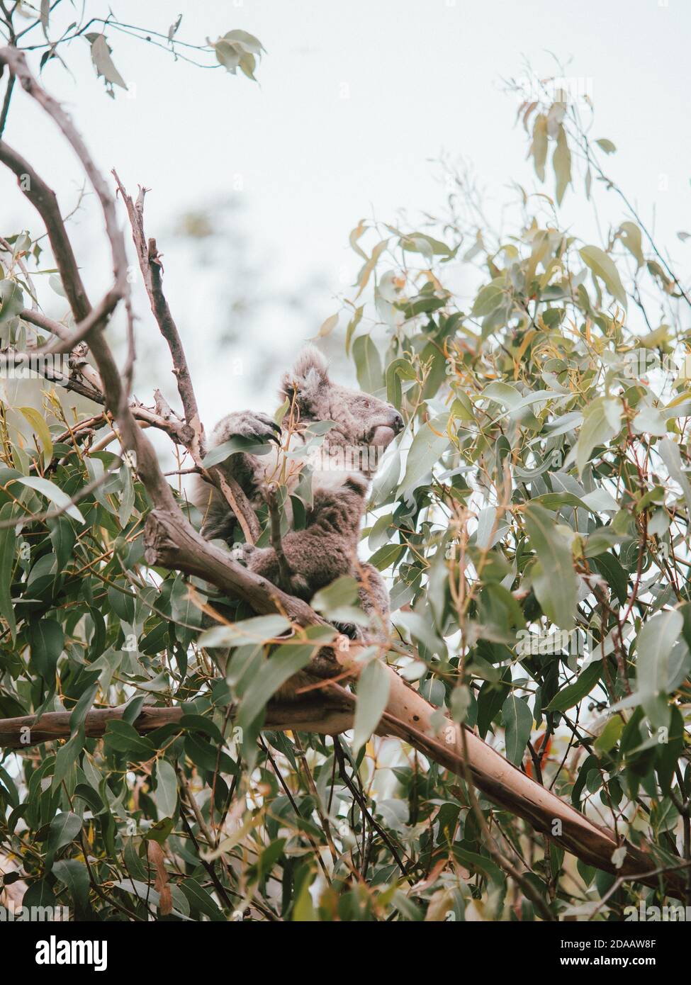 Un koala salvaje en los árboles, alimentándose y descansando. Australia Occidental Foto de stock