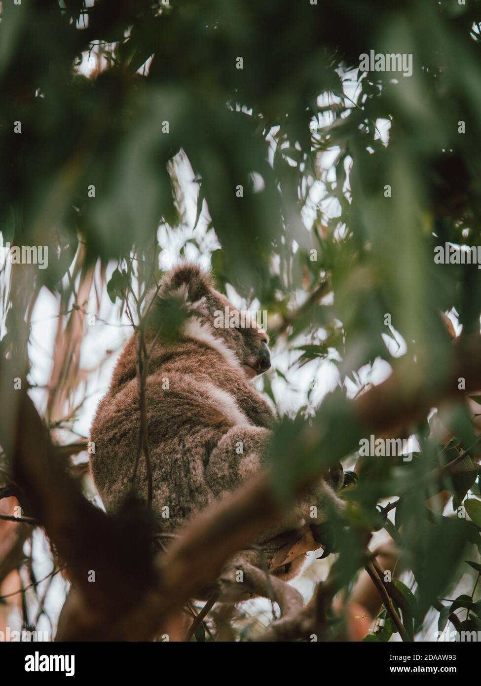 Un koala salvaje en los árboles, alimentándose y descansando. Australia Occidental Foto de stock