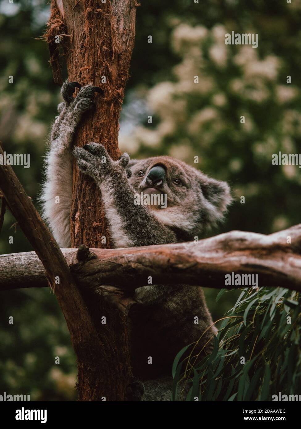 Un koala salvaje en los árboles, alimentándose y descansando. Australia Occidental Foto de stock