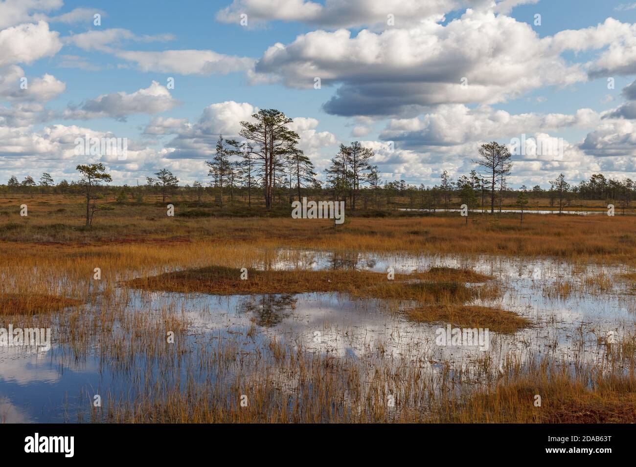 Turba pantano paisaje en parque natural en Estonia. Nublado día de otoño. Foto de stock