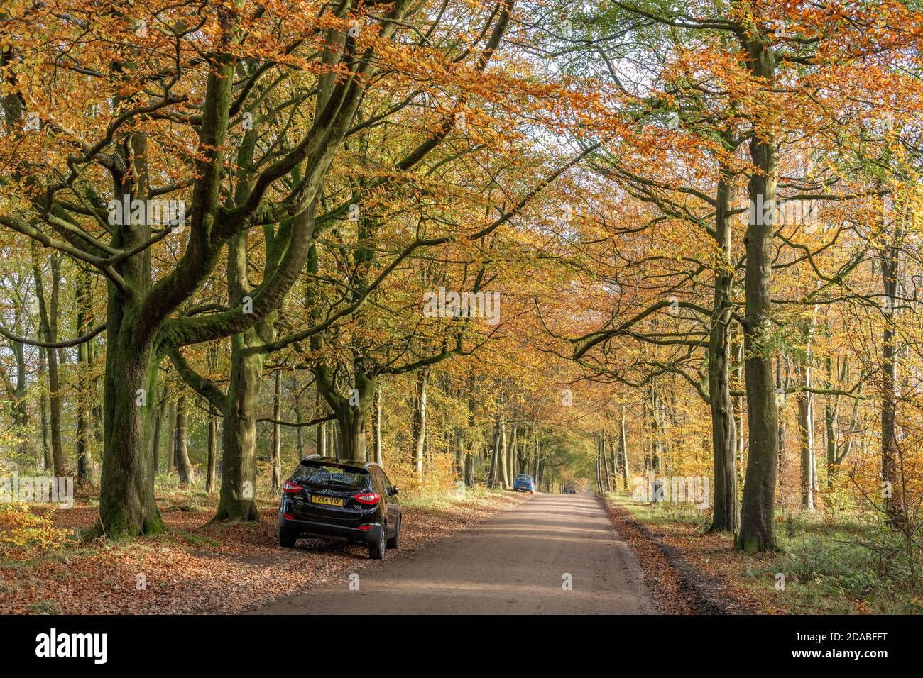 Avenida de los árboles de haya de color otoñal en el bosque de Savernake Wiltshire Inglaterra Foto de stock