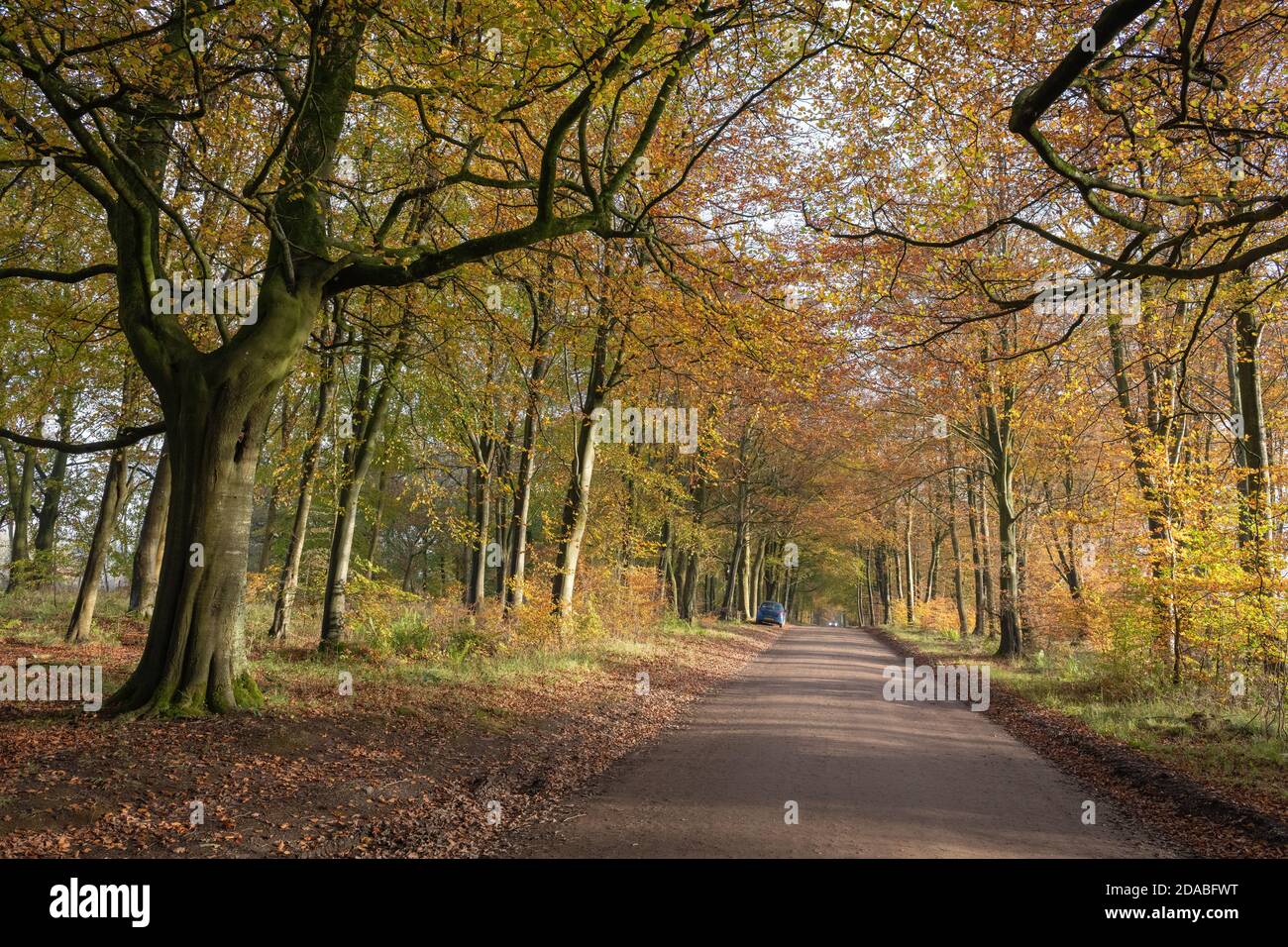 Avenida de los árboles de haya de color otoñal en el bosque de Savernake Wiltshire Inglaterra Foto de stock