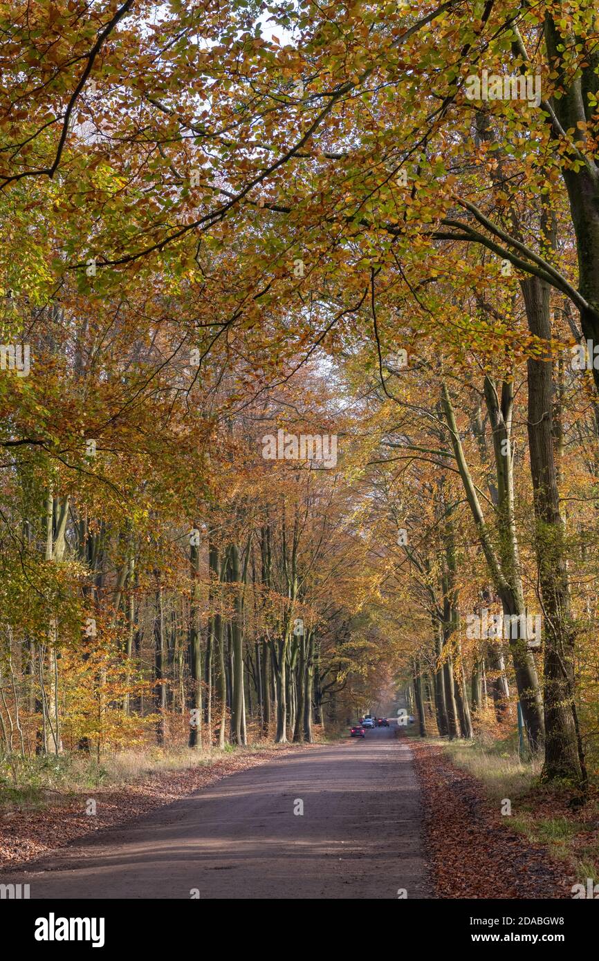 Avenida de los árboles de haya de color otoñal en el bosque de Savernake Wiltshire Inglaterra Foto de stock