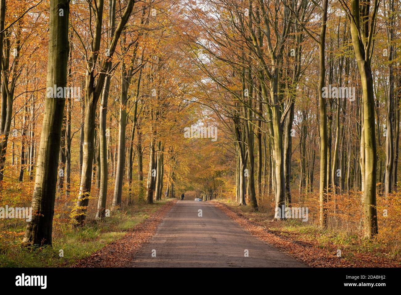 Avenida de los árboles de haya de color otoñal en el bosque de Savernake Wiltshire Inglaterra Foto de stock