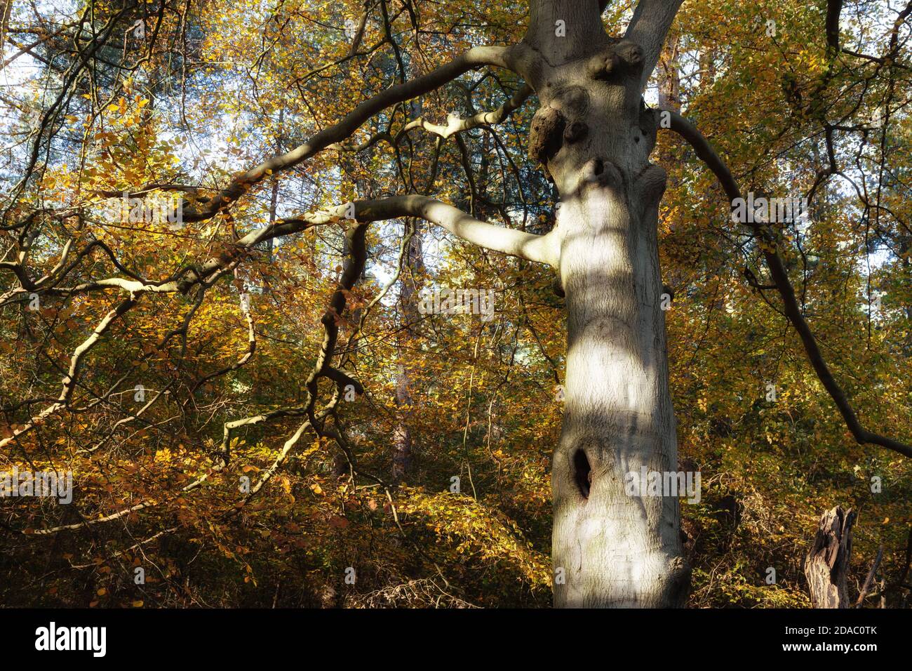 Oak Forest UK; Oak Trees in otoño; The Kings Forest, Suffolk England UK Foto de stock