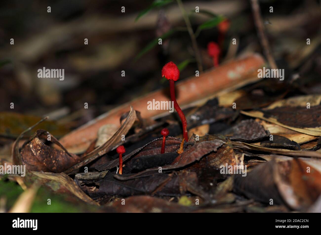 Setas rojas creciendo en hojalata en la selva tropical de Ranomafana Foto de stock