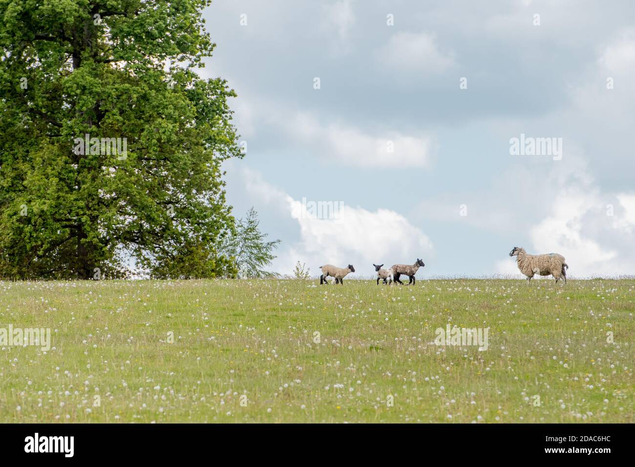Oveja con corderos en pastura en frente de una colina pastoreo Foto de stock