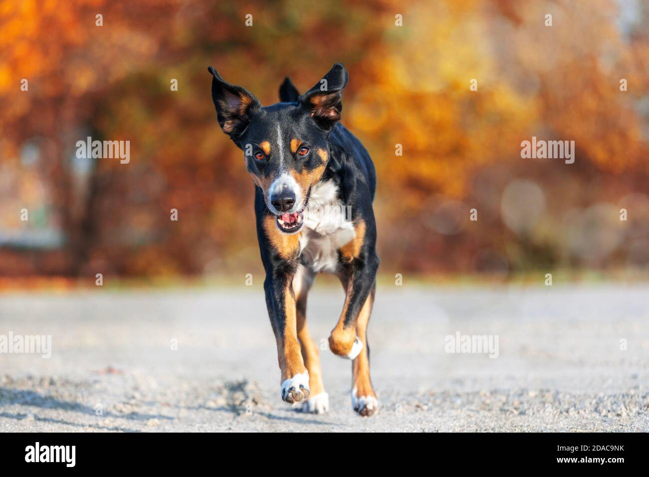 perro está corriendo con orejas floppy en una caminata de otoño, appenzeller sennenhund Foto de stock