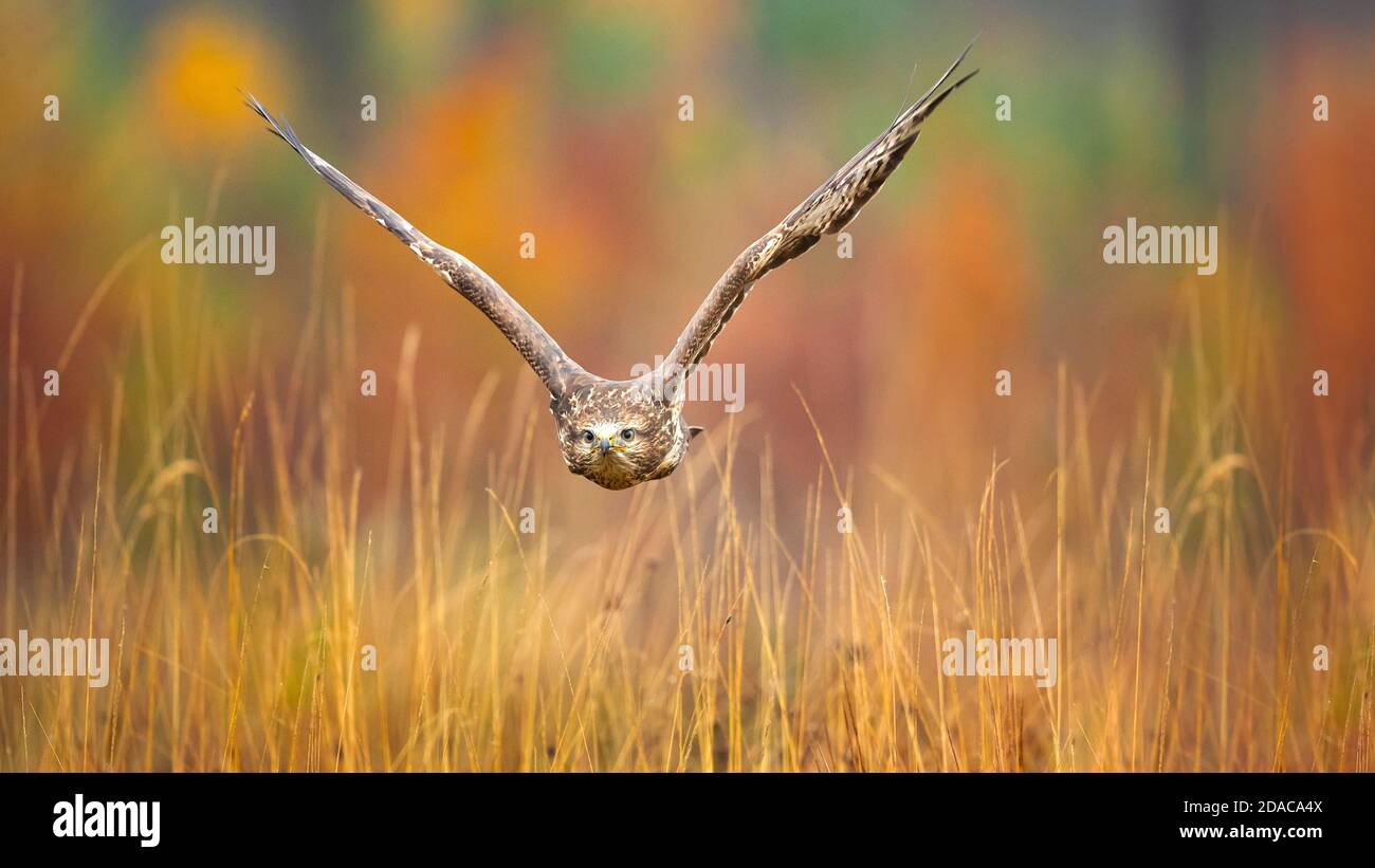 Buzzard común en vuelo. Tomado durante el hermoso clima y colores otoñales Foto de stock