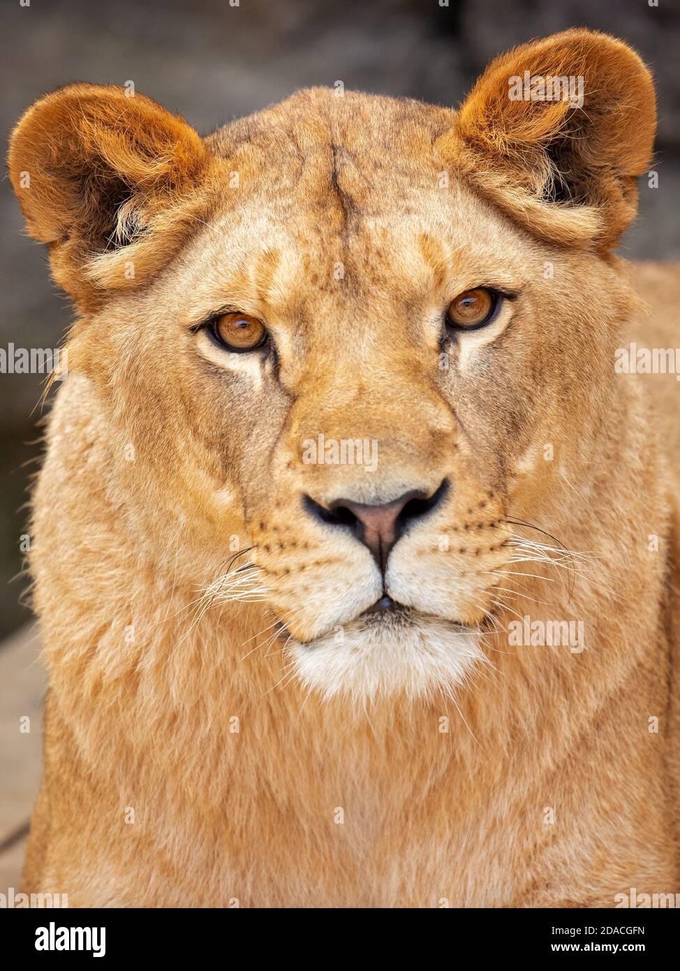 Cape Lion era una población de Panthera leo melanochaita en el sur Las provincias de Natal y Cabo de África que fue extirpada en la mediados del siglo xix Foto de stock